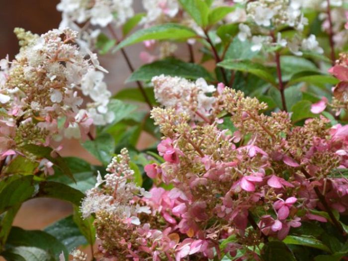 Archisio - Lucia Panzetta - Progetto Il giardino dei sensi