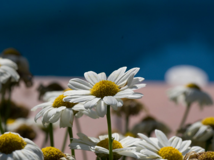 Archisio - Impresa Di Ristrutturazioni Napoli Erreservice - Progetto Realizzazione di splendidi giardini