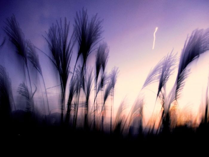 Archisio - Testadilegno - Progetto Foto