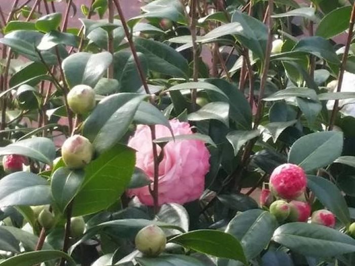 Archisio - Massarroni - Vivai Piante - Garden - Progetto Vivai e piante