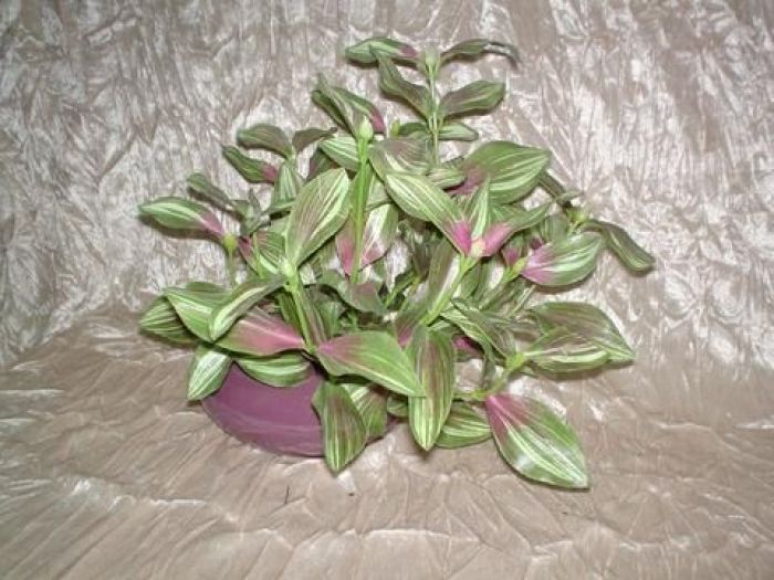 Archisio - Fiorissima Italiana srl - Progetto Fogliame