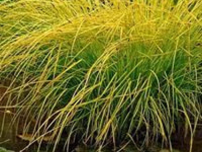 Archisio - Arqtropa Studio - Progetto Piscine naturali e vegetazione acquatica