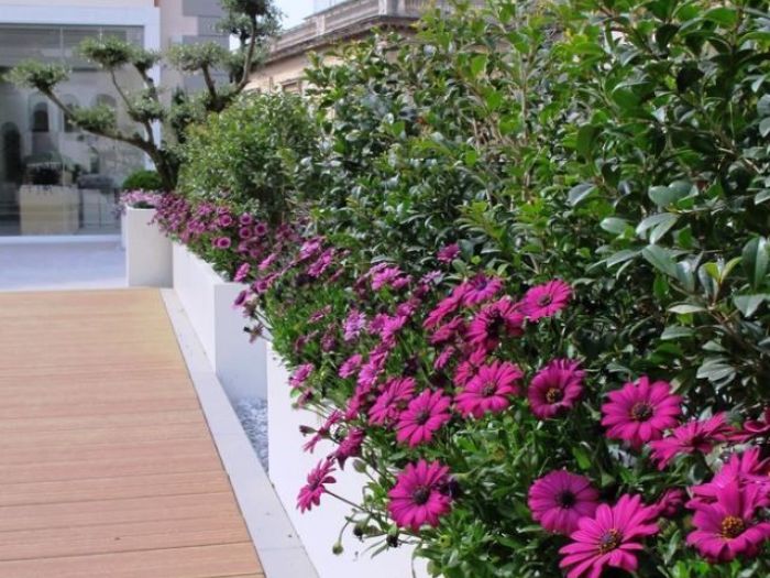 Archisio - Architetto Del Paesaggio Designer Del Verde - Progetto Terrazzo privato 1