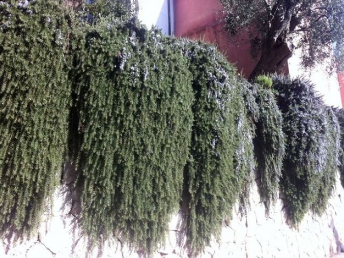 Archisio - Carlo Maria Maggia - Progetto Giardini