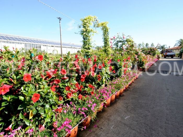 Archisio - Piante Macri - Progetto Il vivaio