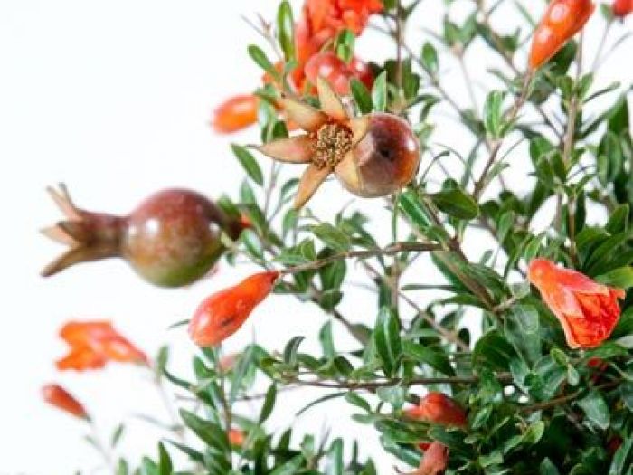 Archisio - Vivai Cantatore - Progetto Piante