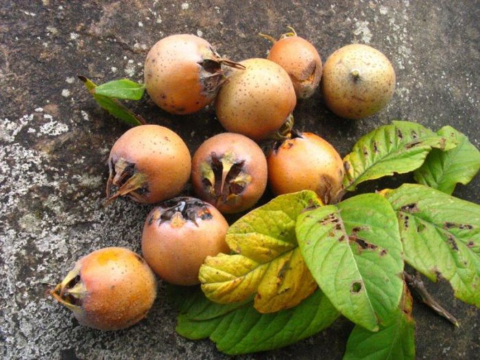 Archisio - Giovanni Salerno - Progetto Studio del patrimonio etnobotanico del cilento