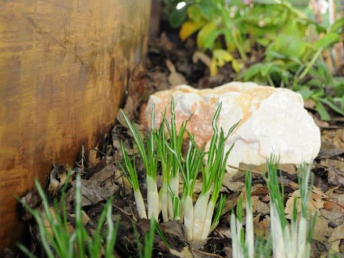 Archisio - Lucia Panzetta - Progetto Il giardino dei semplici