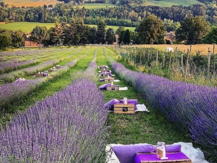 Archisio - Claudia Dibbe Piazza - Progetto Allinsegna di piet oudolf