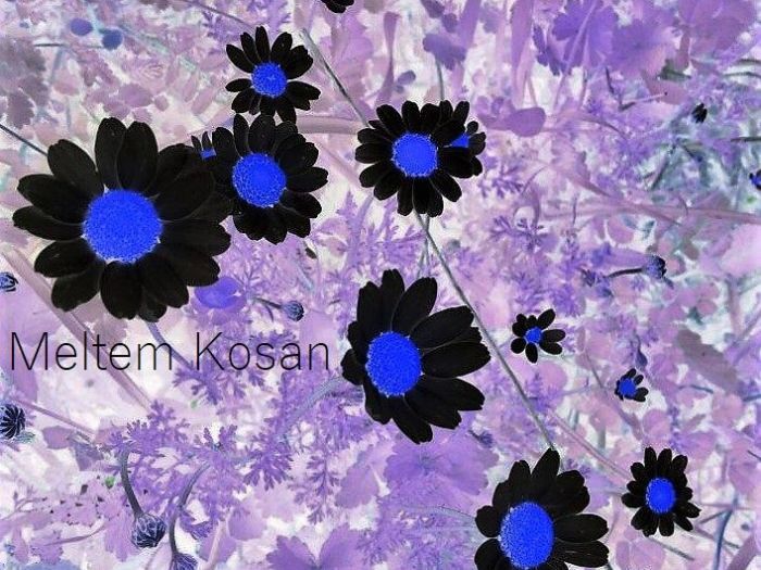 Archisio - Gianluca Vetrugno Meltem Kosan the Art Of The Negative - Artisti - Progetto Galleria 1 fotografie astratte