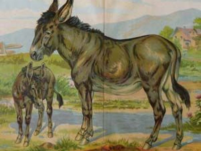 Archisio - Donatichita Di Anna Donati - Progetto Stampe antiche