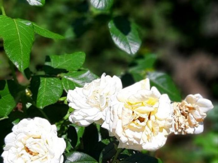 Archisio - Simone Scardigli - Progetto Casastudio