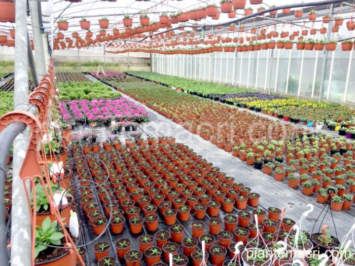 Archisio - Piante Macri - Progetto Serre di produzione