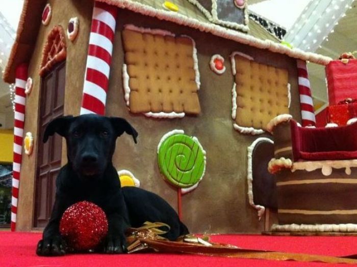 Archisio - Block Studio - Progetto Allestimento natale conca doro