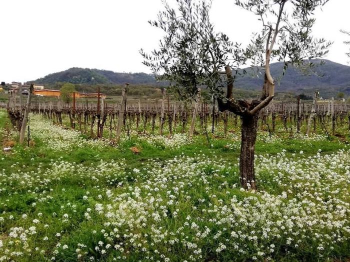 Archisio - Robi Bonaita Alessio Bonaita Fabiano Bonaita - Progetto I fiori di ornella