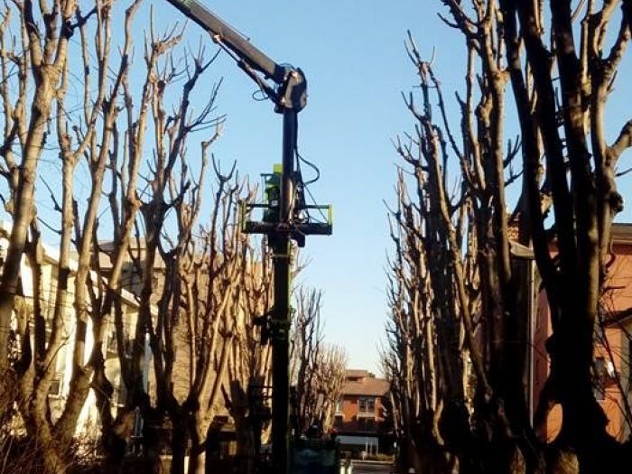 Archisio - I Giardini Dei Tudor - Progetto Potature e tagliamento di alberi