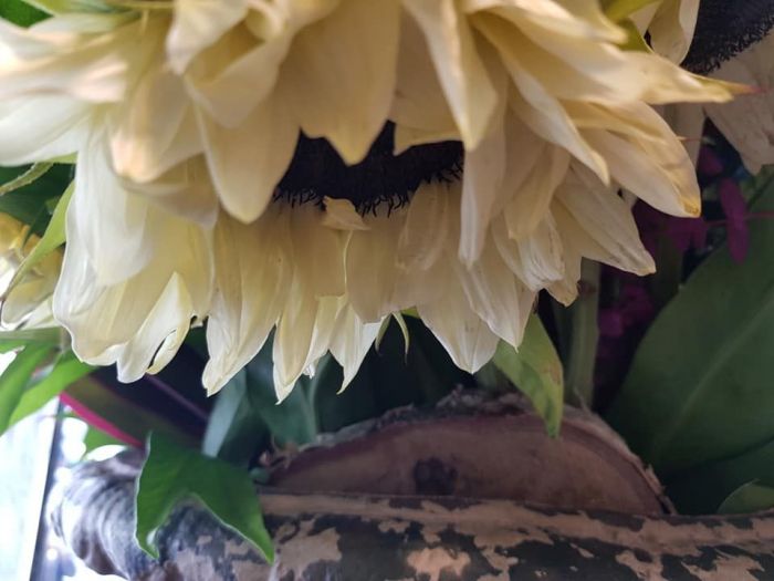 Archisio - Massarroni - Vivai Piante - Garden - Progetto Vivai e piante