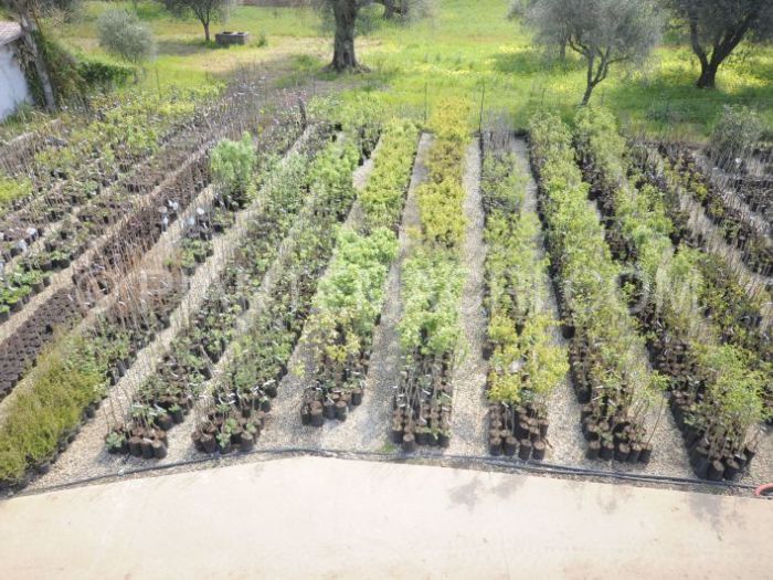 Archisio - Piante Macri - Progetto Il vivaio