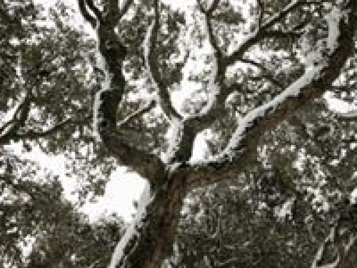 Archisio - Alessandro Corongiu Fotografia - Progetto Giara sotto la neve