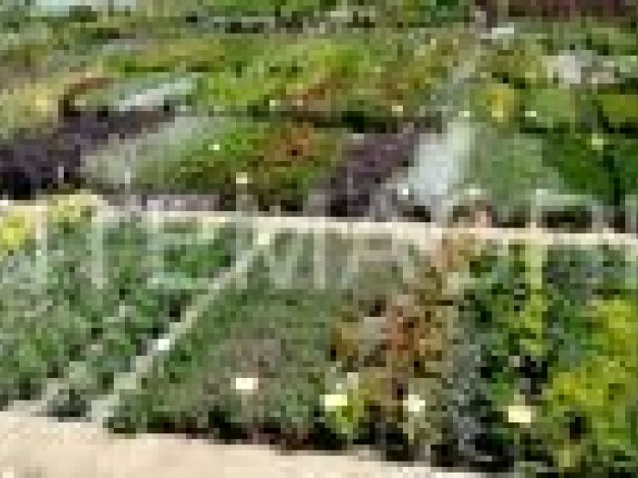 Archisio - Piante Macri - Progetto Il vivaio