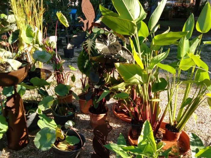 Archisio - Water Nursery Azienda Agricola - Progetto Impianto fitodepurazione