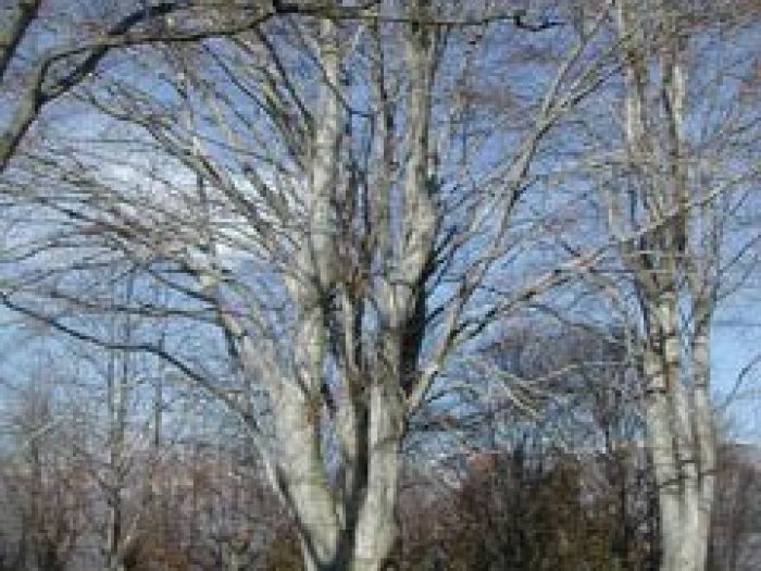 Archisio - Studio Di Agronomia E Architettura Del Paesaggio - Progetto Restauro giardino storico pubblico inizio 900