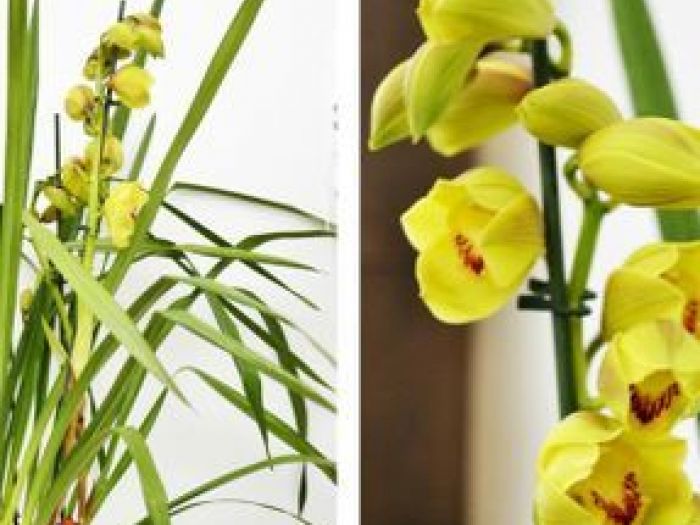 Archisio - Floricoltura Auricchio - Progetto Fiori