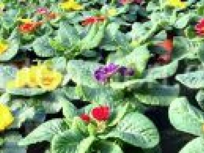 Archisio - Piante Macri - Progetto Serre di produzione