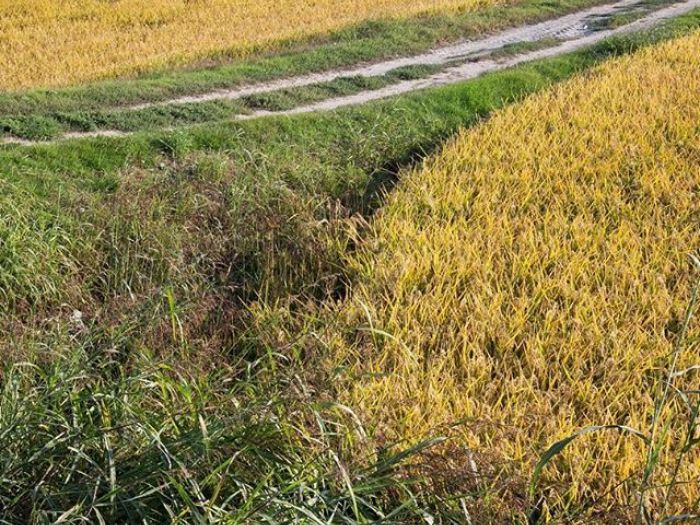 Archisio - Cinzia Campari - Progetto Talk the ingredient to nurture your talent by vogue a palazzo cusani