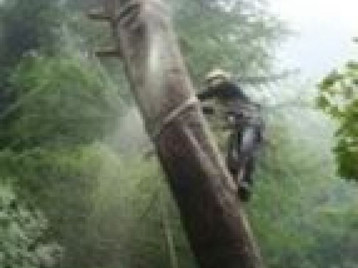 Archisio - Vertical Service - Progetto Potatura arbusti