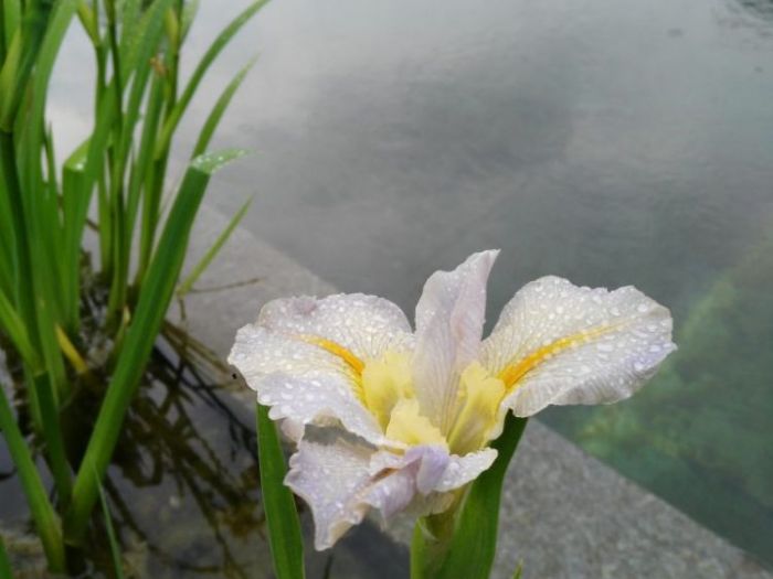 Archisio - Arqtropa Studio - Progetto Biopiscina