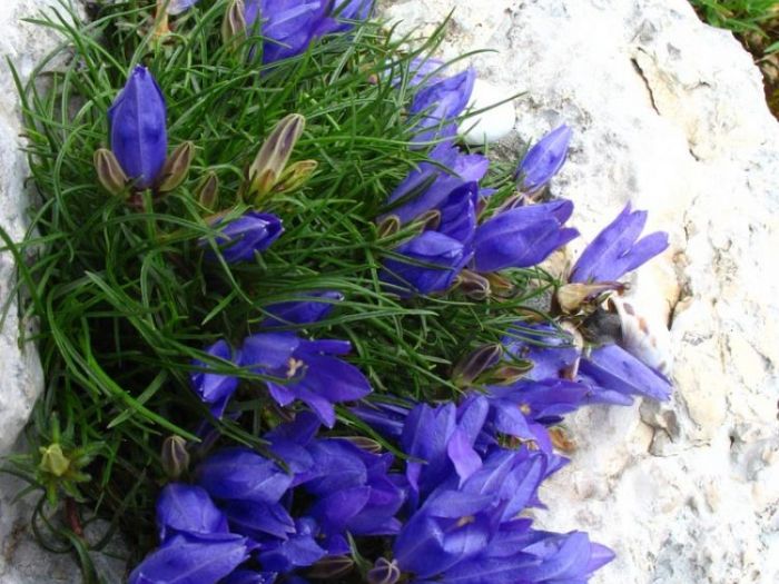 Archisio - Giovanni Salerno - Progetto Laboratorio della biodiversit del parco regionale del matese Studio della flora e della vegetazione Agriconsulting spa