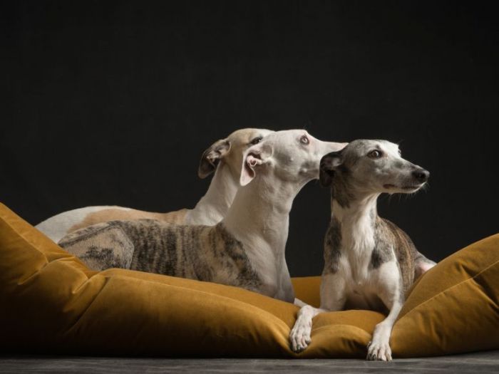 Archisio - Brandodesign - Progetto I cuscini loto