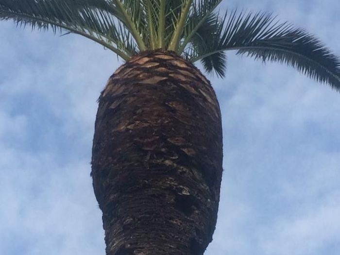 Archisio - Service Garden - Progetto Manutenzione verde