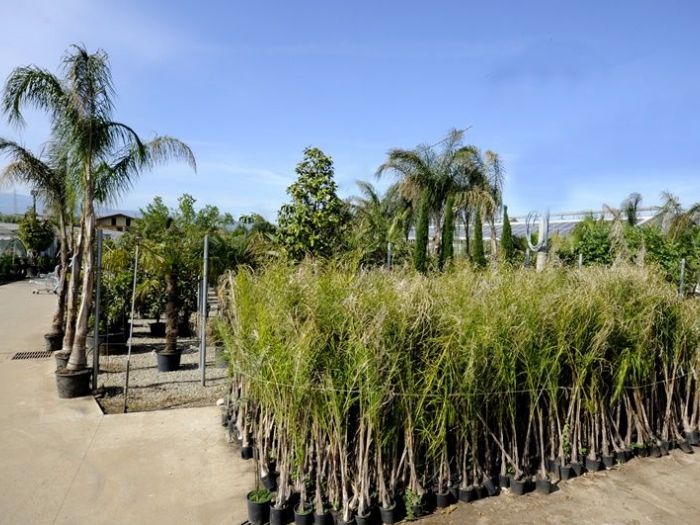 Archisio - Piante Macri - Progetto Il vivaio