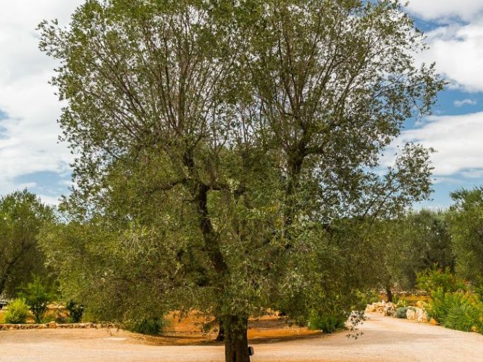 Archisio - Edi Solari Fotografa Di Interni E Architettura - Progetto Servizio fotografico per una masseria in puglia