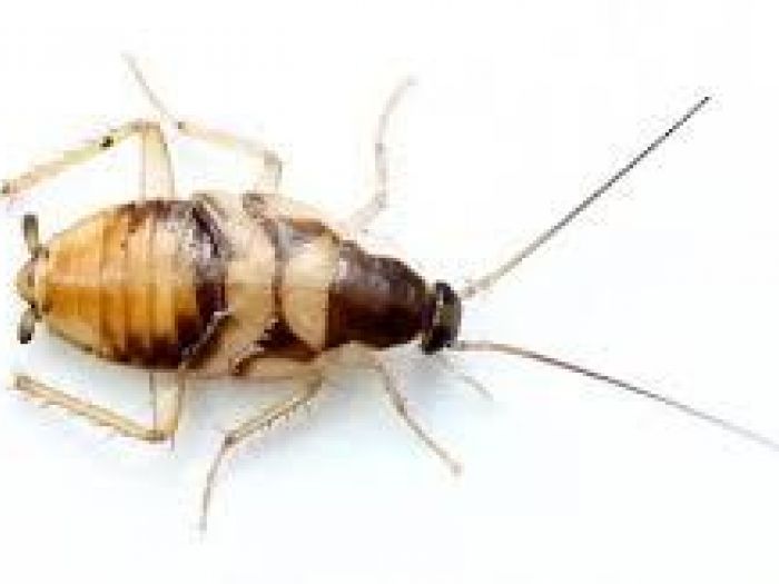 Archisio - Disinfestazioni Pest Company Di Luca Lorenzon - Progetto Deblattizzazione disinfestazione da blatta germanica orientalis supella longipalpa o periplaneta americana