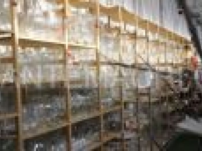 Archisio - Piante Macri - Progetto Il garden