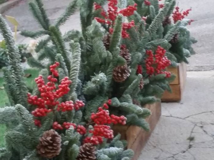 Archisio - Massarroni - Vivai Piante - Garden - Progetto Vivai e piante