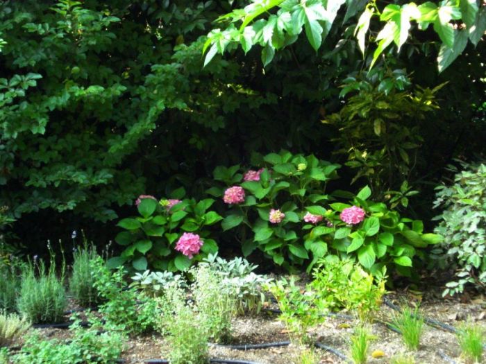 Archisio - Vivai Preti - Progetto Giardino a rami