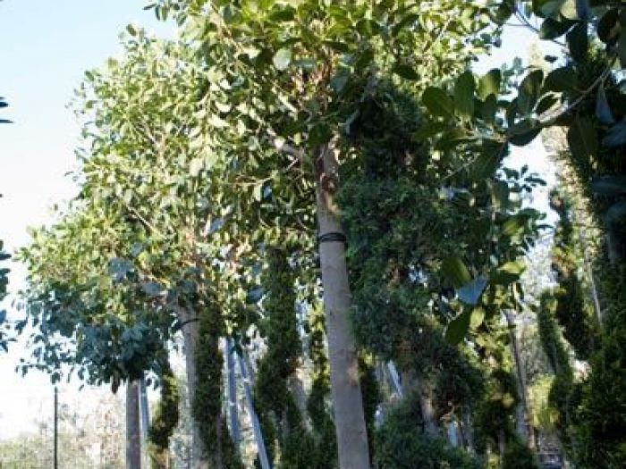 Archisio - Vivai Cantatore - Progetto Piante