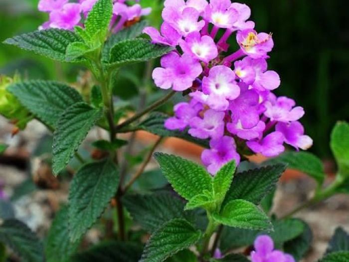 Archisio - Vivai Cantatore - Progetto Piante