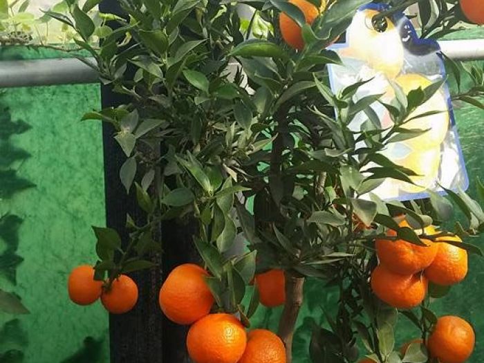 Archisio - Massarroni - Vivai Piante - Garden - Progetto Vivai e piante