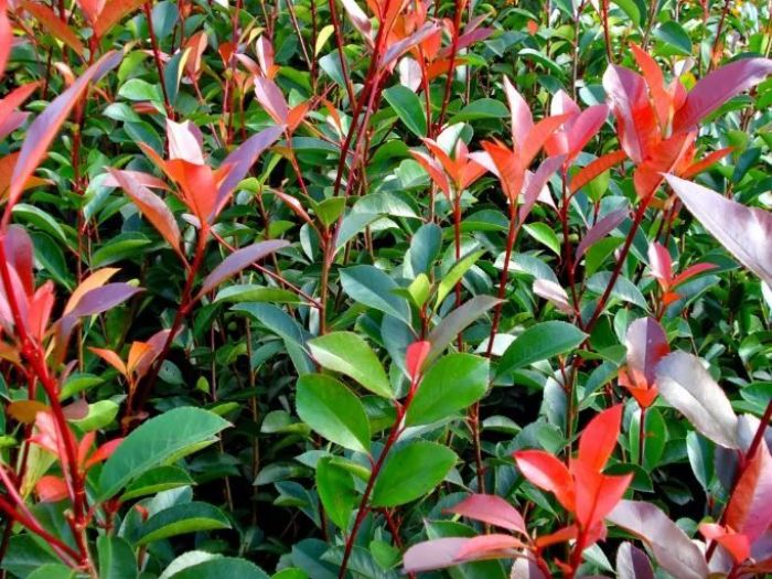 Archisio - Vivai Preti - Progetto Vivai preti