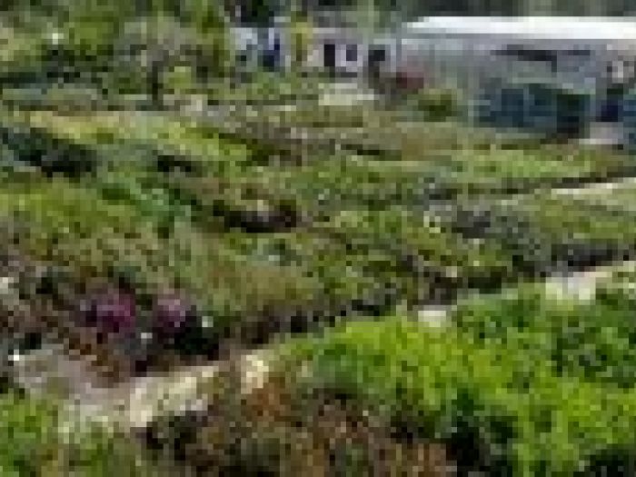 Archisio - Piante Macri - Progetto Il vivaio