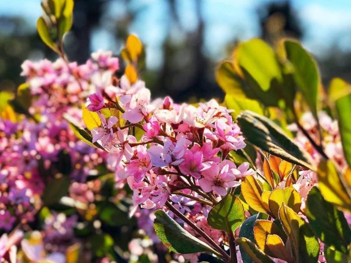 Archisio - Vivai Cantatore - Progetto Piante