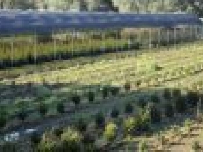 Archisio - Piante Macri - Progetto Serre di produzione