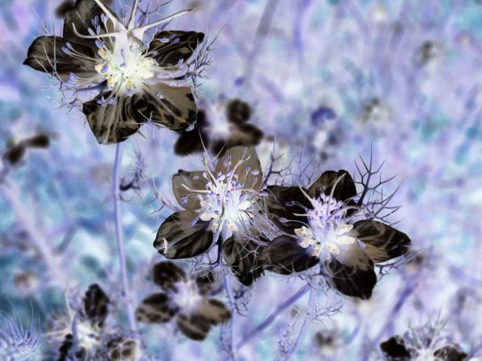 Archisio - Gianluca Vetrugno Meltem Kosan the Art Of The Negative - Artisti - Progetto Galleria 1 fotografie astratte