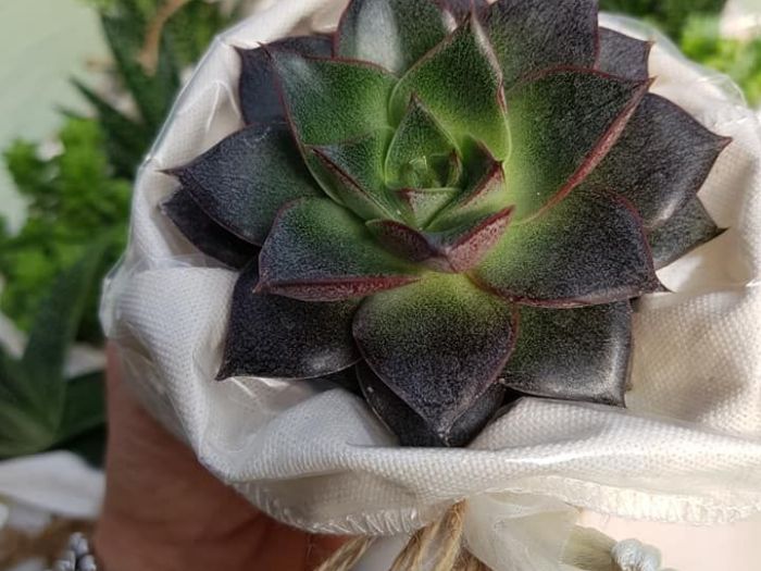 Archisio - Massarroni - Vivai Piante - Garden - Progetto Vivai e piante