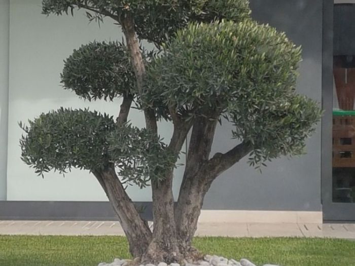 Archisio - Giardiniere Di Verdecchia Danilo - Progetto I nostri lavori